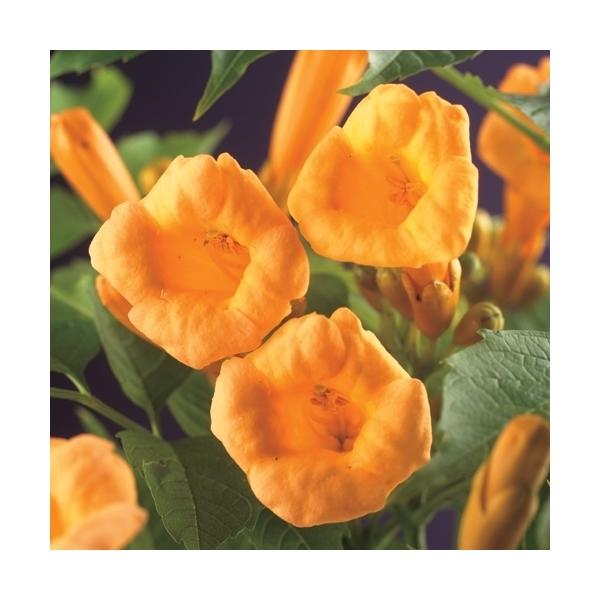 Trompetenblume Campsis Kletterpflanze