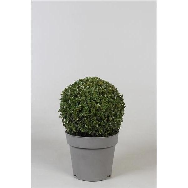 Buchsbaum-Kugel 22 - 25 cm Ø Buxus sempervirens