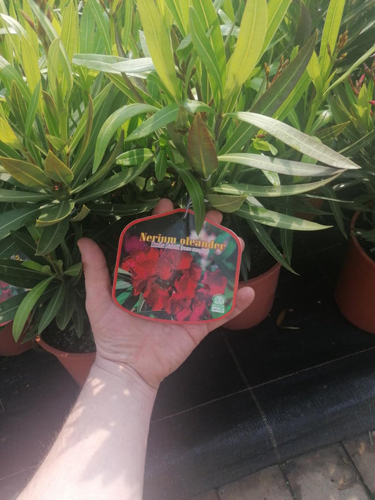 Oleandr - Nerium oleander - nenáročná květináč ze Středomoří