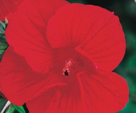 Riesenhibiskus Staudenhibiskus Hibiscus moscheutos