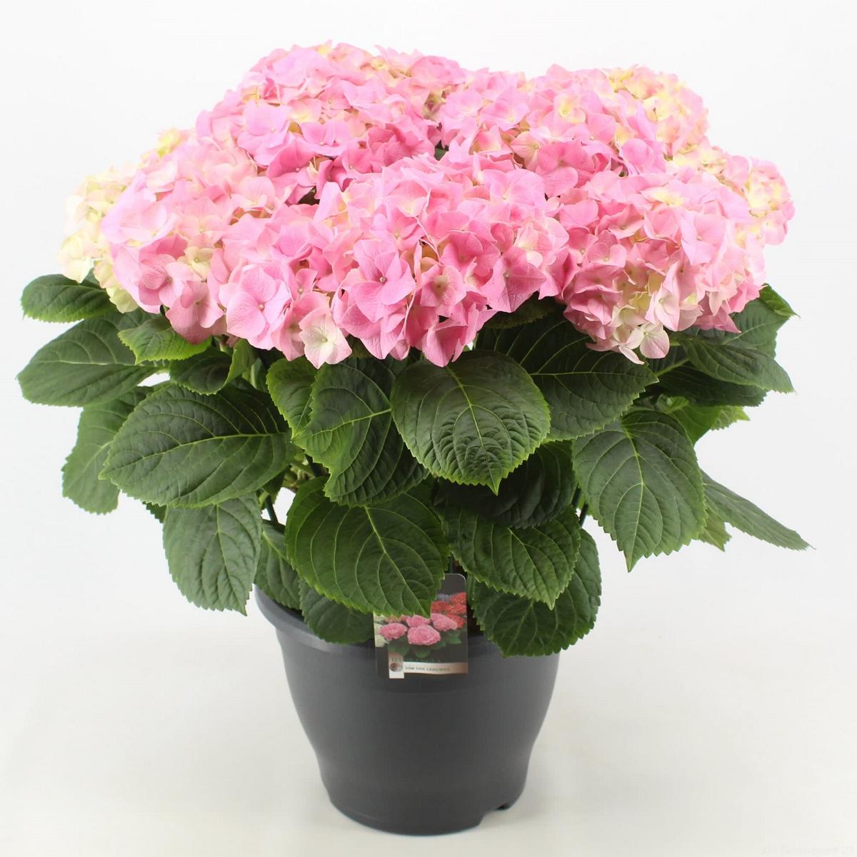 Hydrangea macrophylla - Hortensien mit prächtigen Blüten - Bauernhortensie