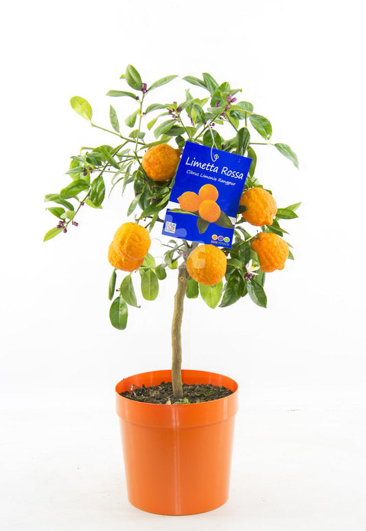 Citrus limonia - limetka Rangpur Limetta Rossa - Lima Rossa
