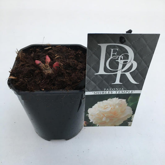 Pfingstrosen - Paeonia - Päonien - duftend - winterhart