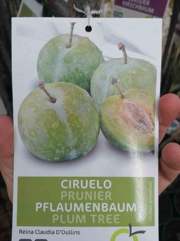 Pflaumenbaum - Prunus domestica - Pflaume - Obstbaum