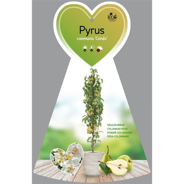 Hrušeň 'Condo' - Pyrus communis 'Condo' - podzimní hrušeň