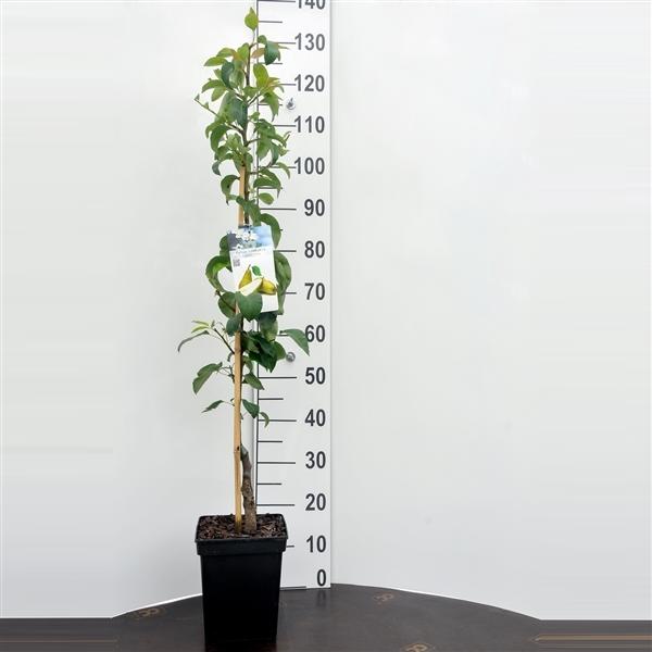 Birnbaum 'Condo' - Pyrus communis 'Condo' - Herbstbirne