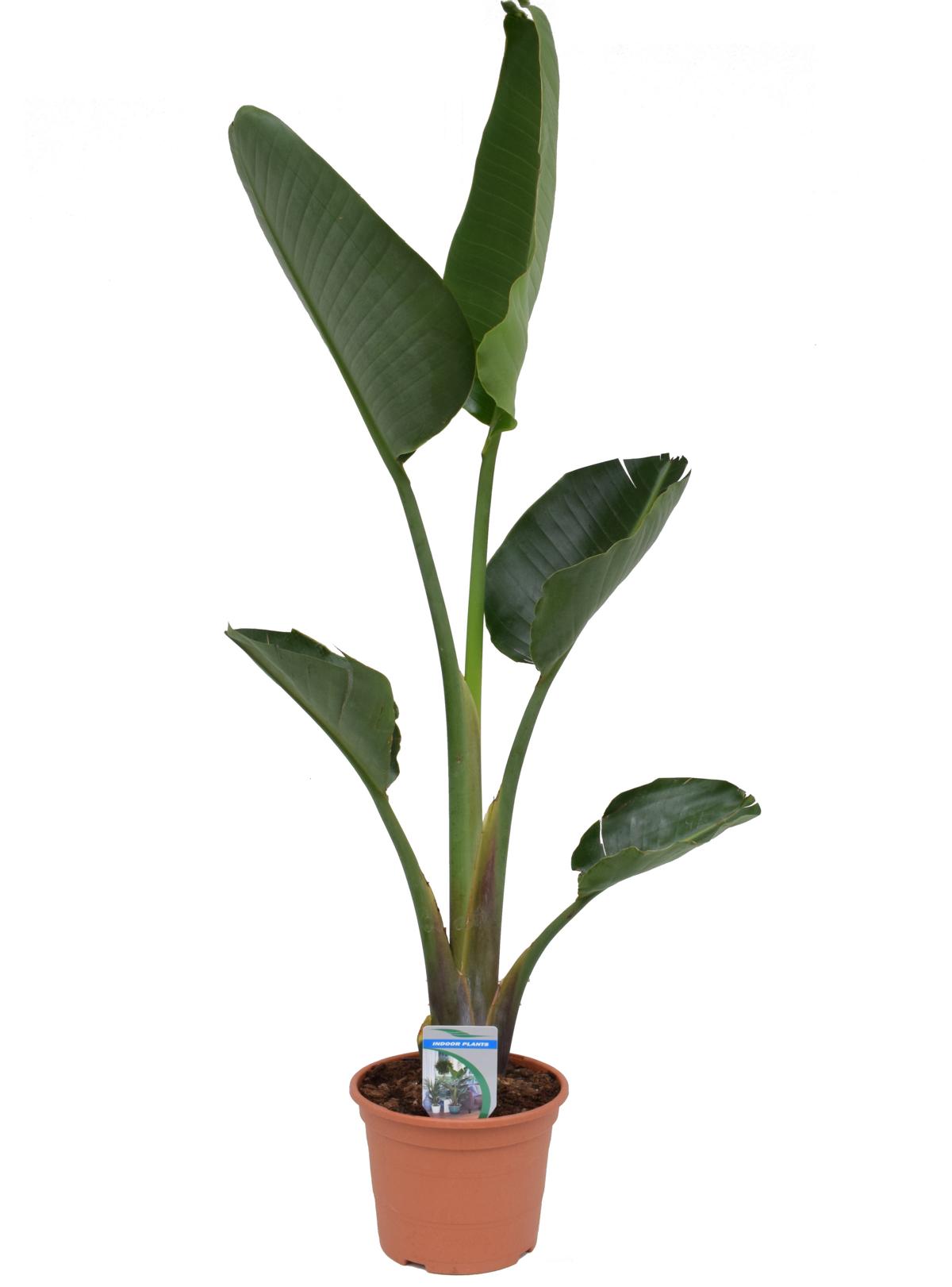 Strelitzia nicolai - Strelitzia - Rajský pták