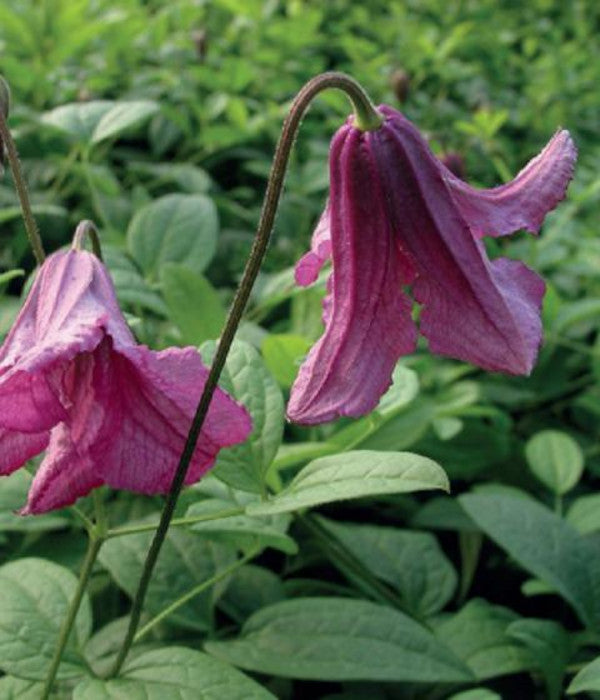 wunderschöne Clematis Waldrebe Kletterpflanze