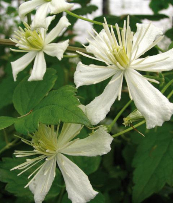 wunderschöne Clematis Waldrebe Kletterpflanze