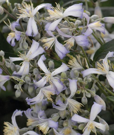 wunderschöne Clematis Waldrebe Kletterpflanze