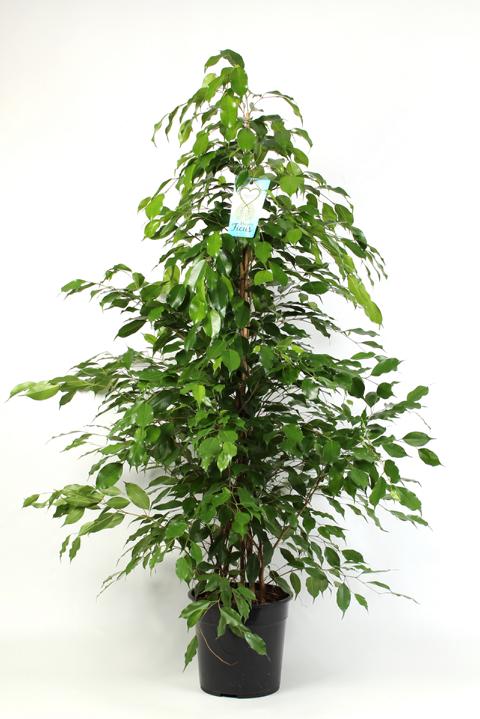 Plačící fík - Ficus Benjamina - pokojová rostlina - listnatá rostlina - nenáročná na péči