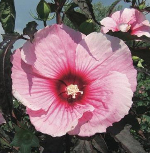 Riesenhibiskus Staudenhibiskus Hibiscus moscheutos