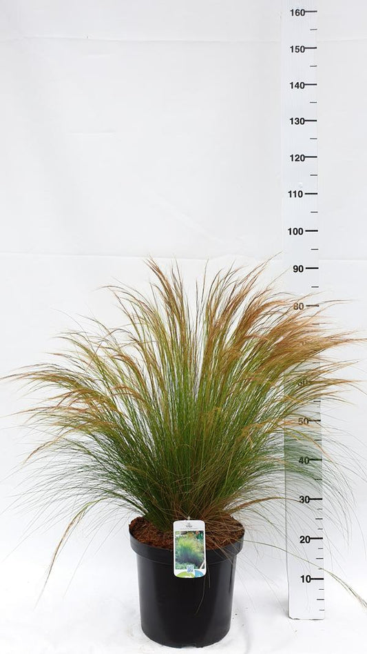 Křehká pírovka Stipa tenuissima Ponytails 20-30 cm - Travy - Okrasné trávy - Mrazuvzdorné - Trvalky