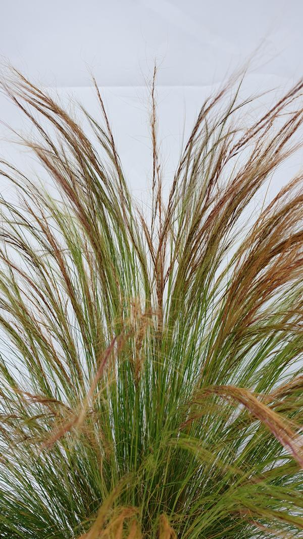 Křehká pírovka Stipa tenuissima Ponytails 20-30 cm - Travy - Okrasné trávy - Mrazuvzdorné - Trvalky