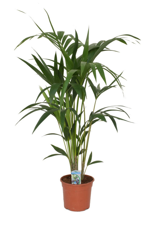 Palma Kentia - Howea forsteriana