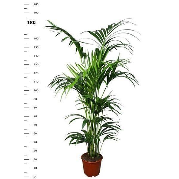 Palma Kentia - Howea forsteriana