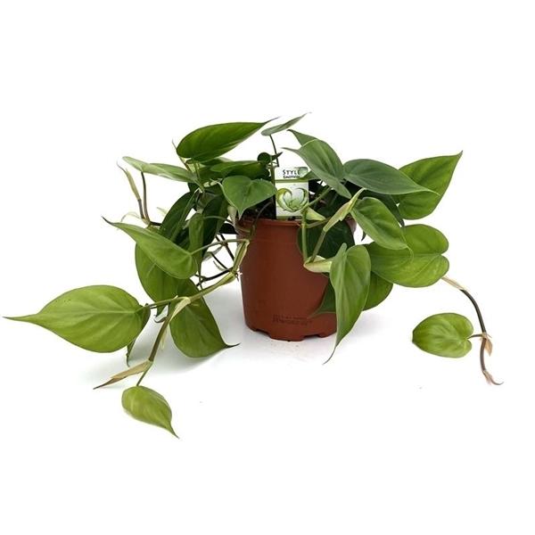 Philodendren - Philodendron - Baumfreund - grünes Paradies im Wohnzimmer