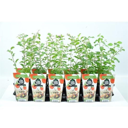 Goji-Beere Lycium barbarum Bocksdorne