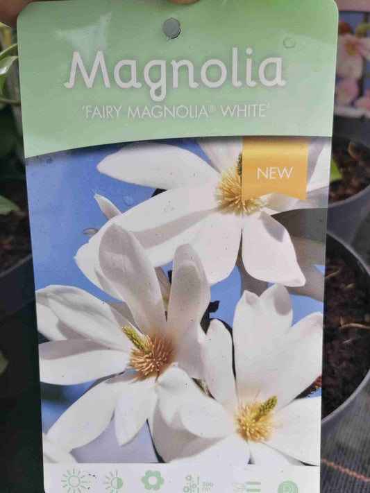 Magnolia - Magnolien - Tulpenmagnolie - Tulpenbaum - Gehölz