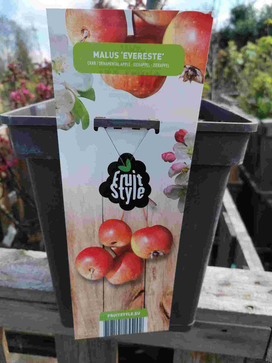 Zierapfel 'Evereste' - Apfelbaum - Malus 'Evereste' - Apfelbaum