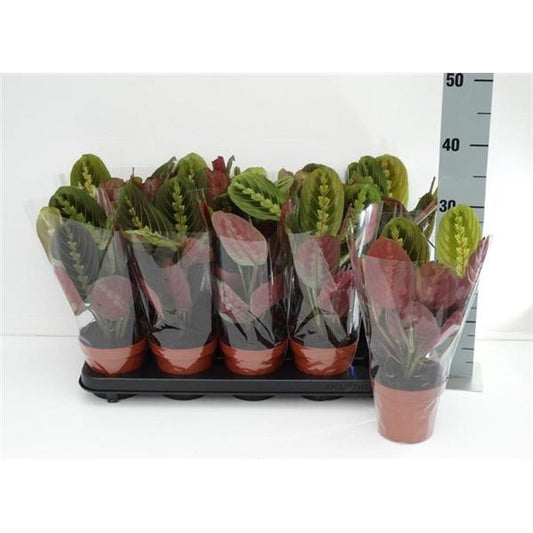 Maranta leuconeura fascinator tricolor koš marante - marante - marante pokoj