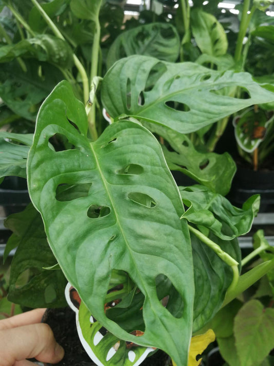 Monstera šikmá opičí list - MONSTERA MONKEY MASK - okenní list - opičí maska - Monstera adansonii