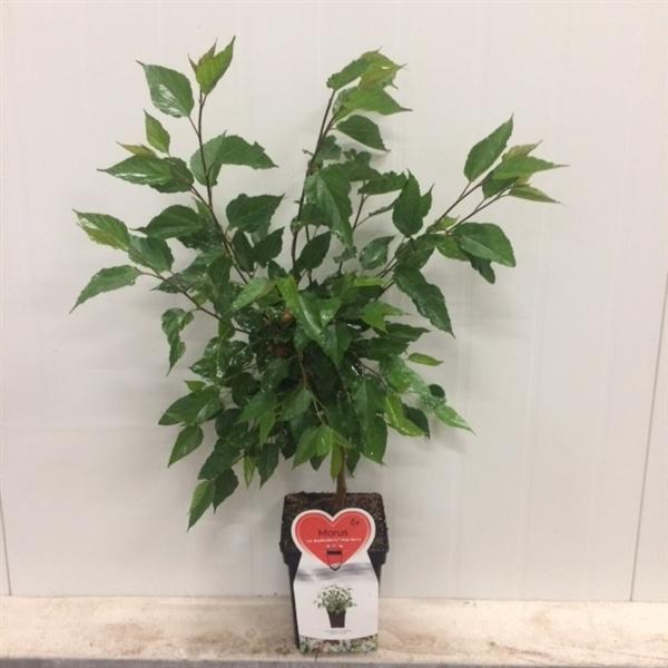 Maulbeere 'Mojo Berry' - Zwerg-Maulbeere - Morus rotundiloba 'Mojo Berry'