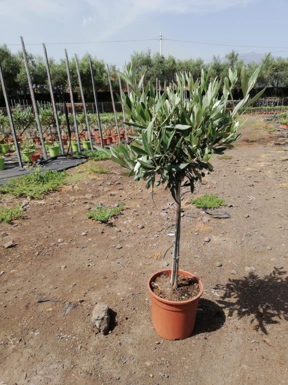 Olivenbaum - Olea Europea winterhart