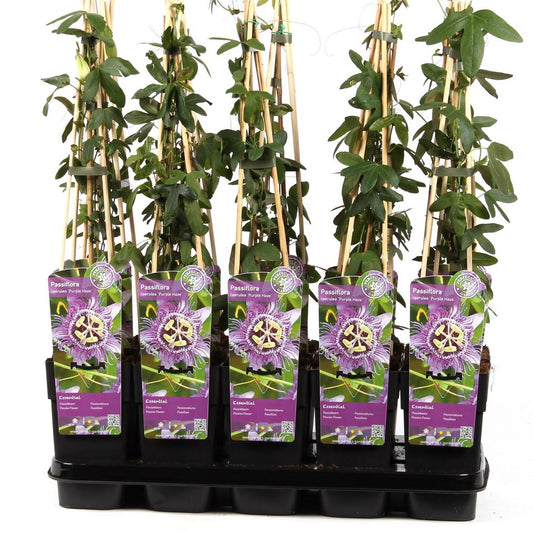Winterharte Passionsblume - exotische Schönheit - mehrjährige Kletterpflanze