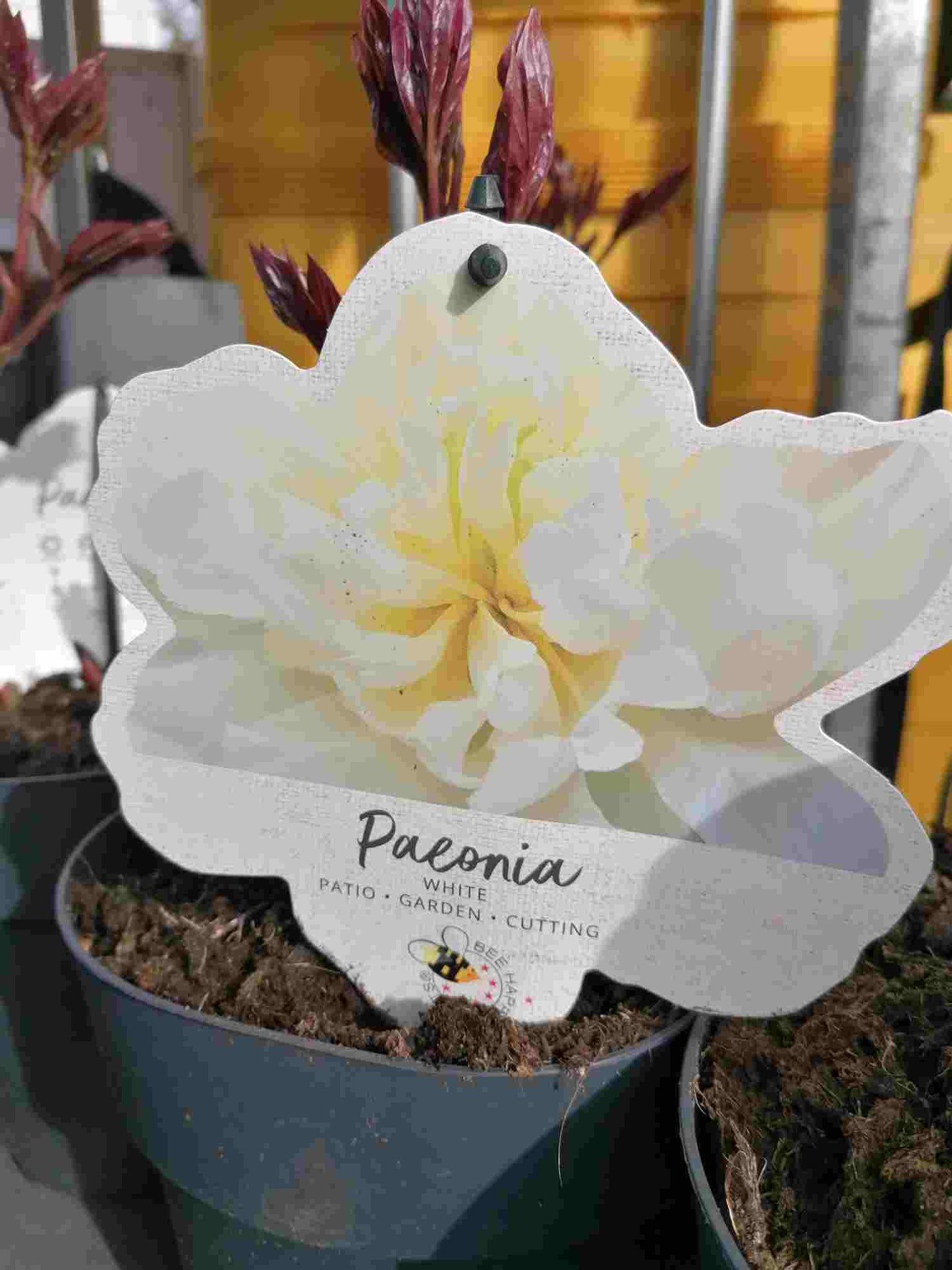 Pfingstrosen - Paeonia - Päonien - duftend - winterhart