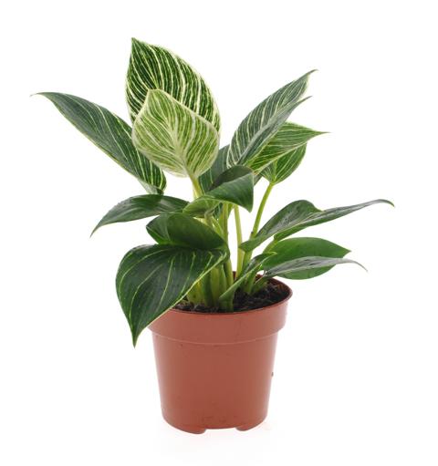 Philodendren - Philodendron - Baumfreund - grünes Paradies im Wohnzimmer