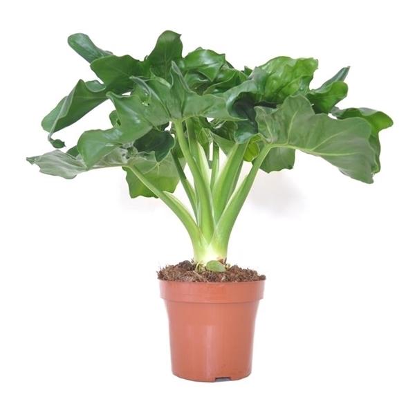Philodendren - Philodendron - Baumfreund - grünes Paradies im Wohnzimmer