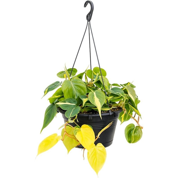 Philodendren - Philodendron - Baumfreund - grünes Paradies im Wohnzimmer