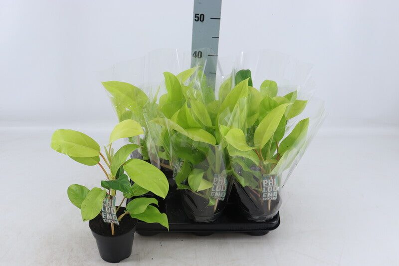 Philodendren - Philodendron - Baumfreund - grünes Paradies im Wohnzimmer