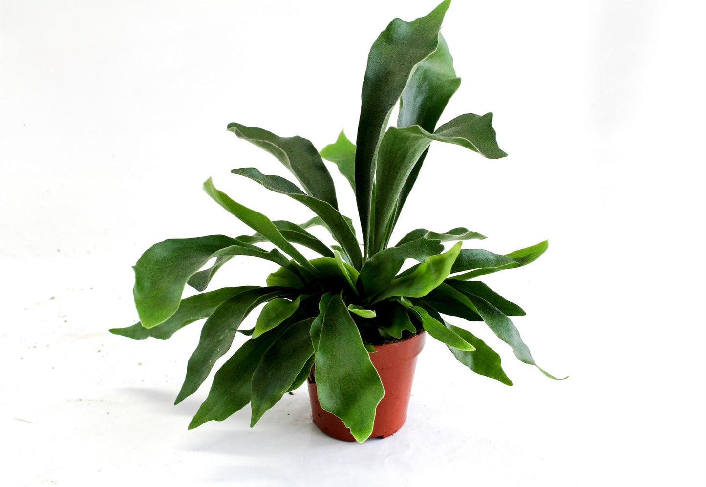 Geweihfarn Platycerium Bifurcatum - Zimmerpflanze - Grünpflanze