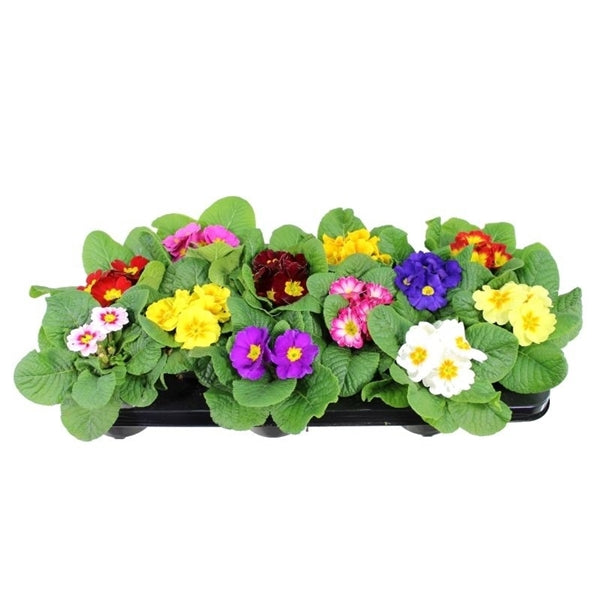 Primel acaulis im 10-12 er Topf - Mix Frühlingsboten im Farbmix - Kissen-Primel Primula vulgaris