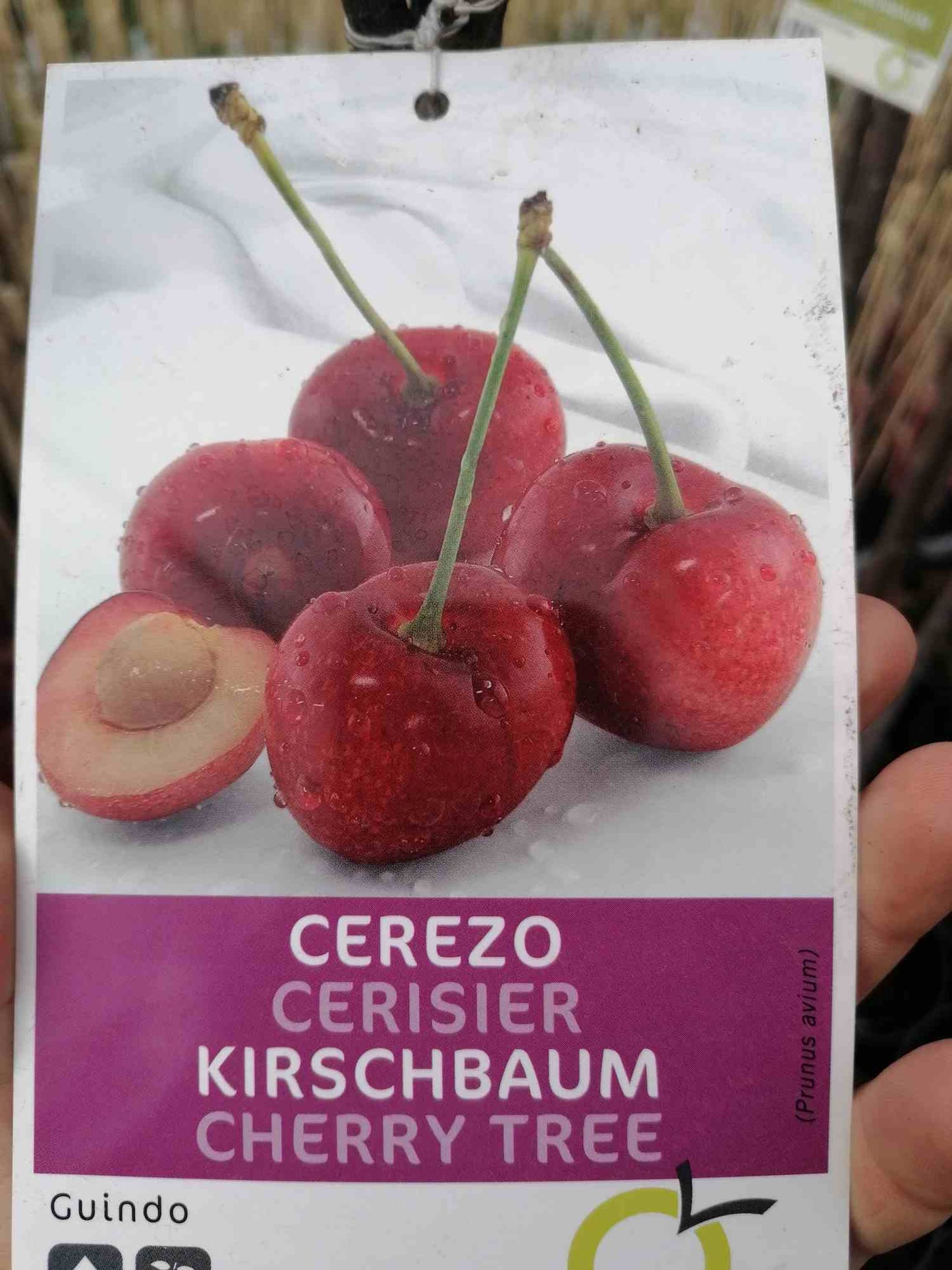 Kirschbaum - Prunus avium - Kirschbäume - Obstbaum