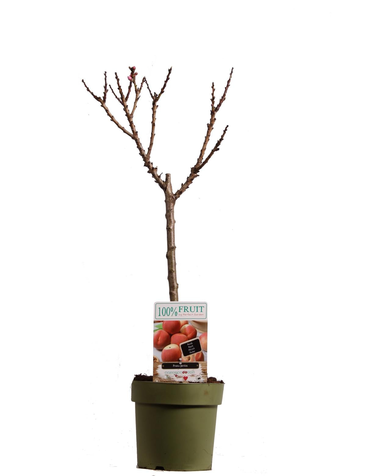 Pfirsichbaum Prunus persica Zwergpfirsich Pfirsich