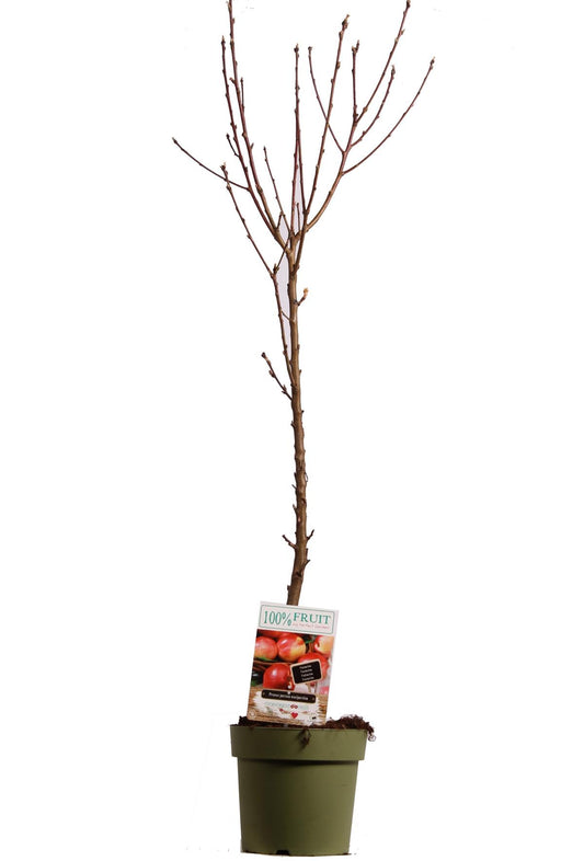 Zakrslý strom nektarinky Prunus persica nucipersica