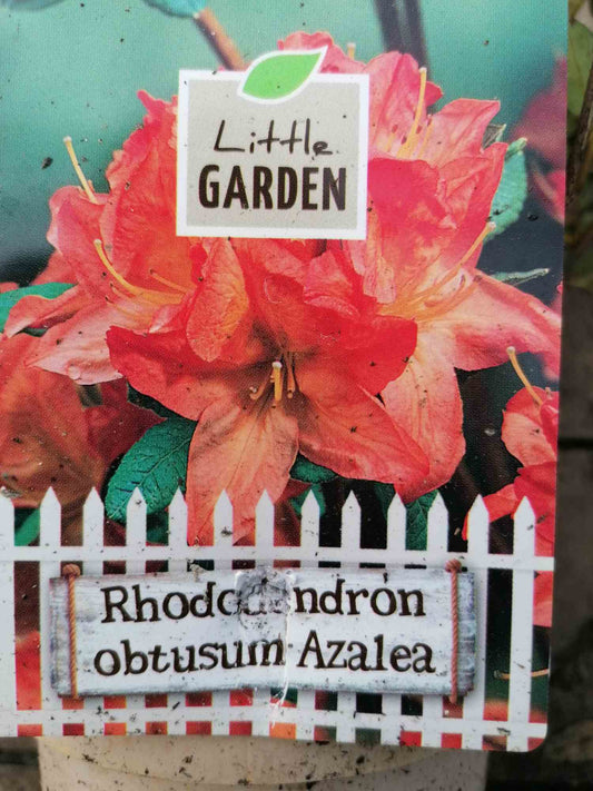 Japanische Azalee - Rhododendron obtusum