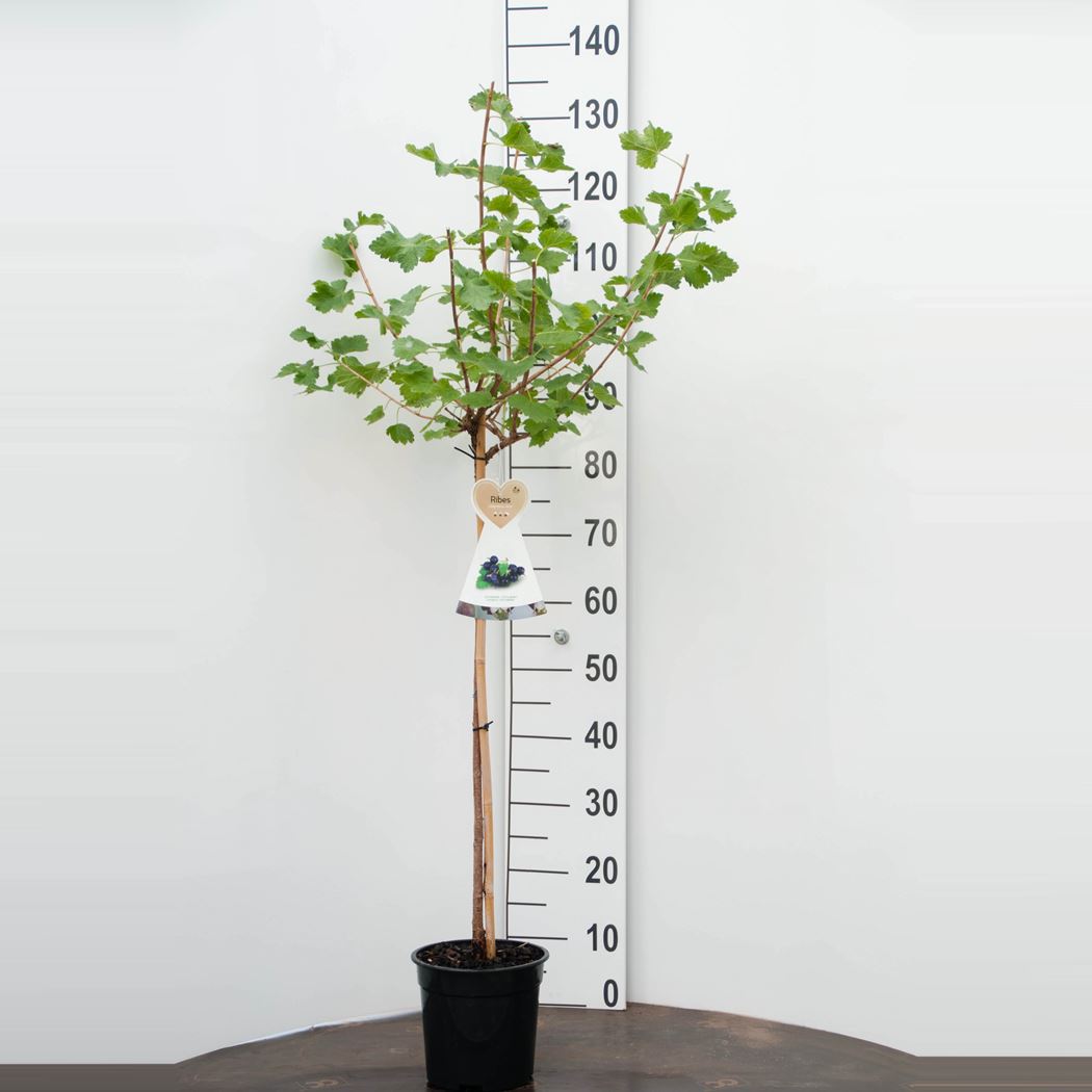 Jostabeere / Jochelbeere Ribes jostaberry