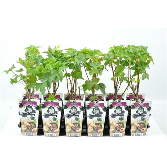 Schwarze Johannisbeere Ribes nigr. 'Titania