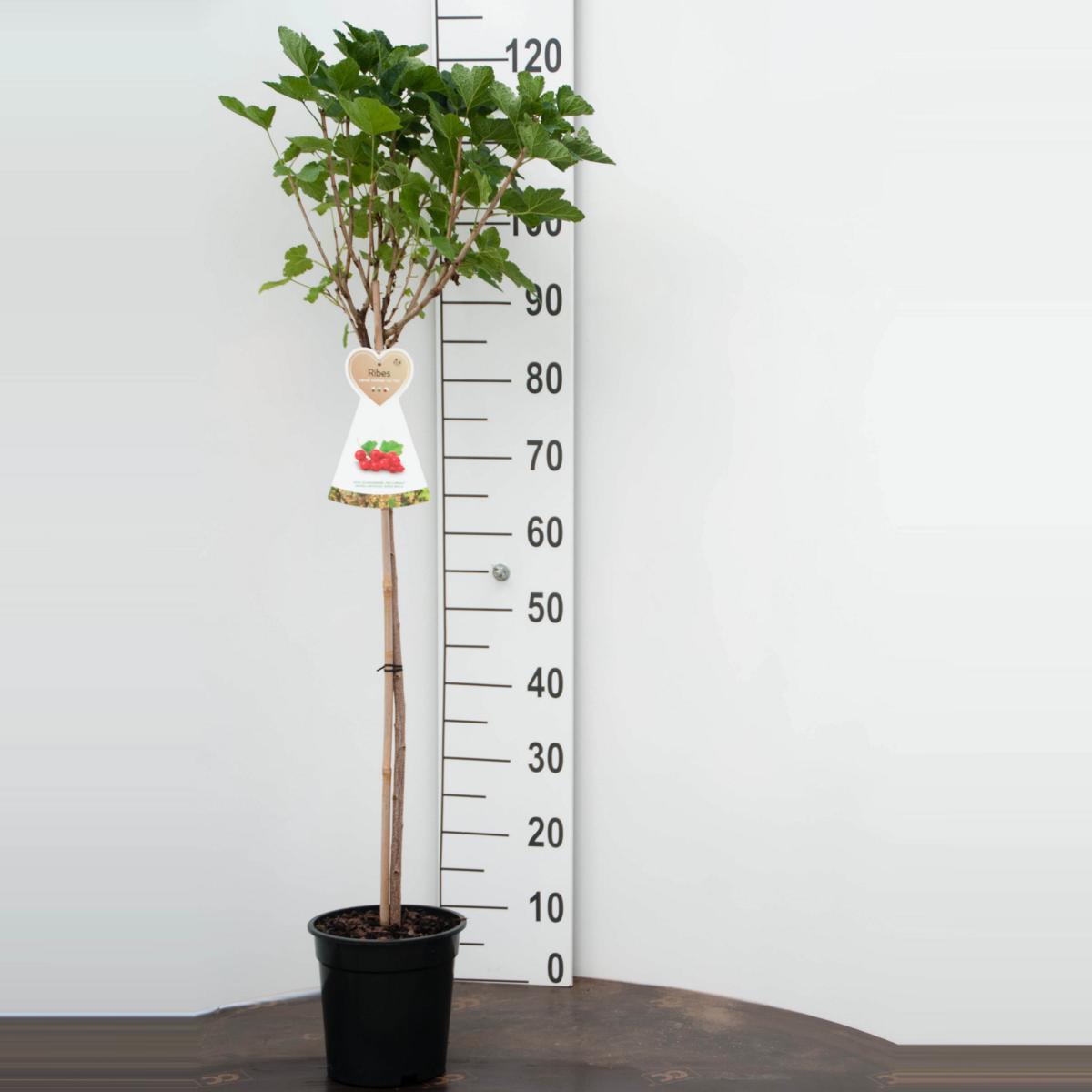 Červený rybíz Ribes r. Jonkheer van Tets