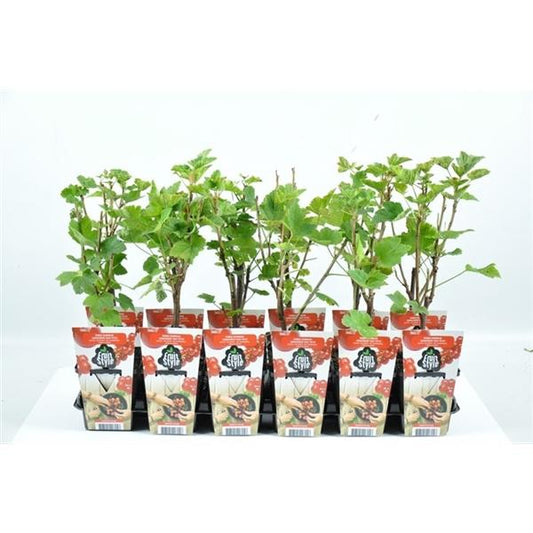 Rote Johannisbeere Ribes r. 'Jonkheer van Tets'