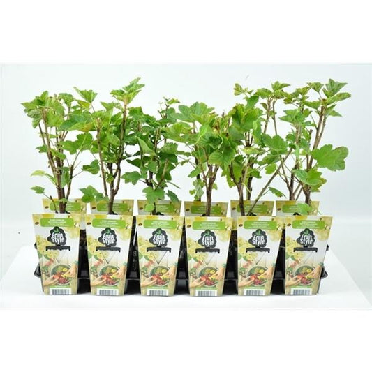 Weiße Johannisbeere Ribes rub. 'Witte Hollander'