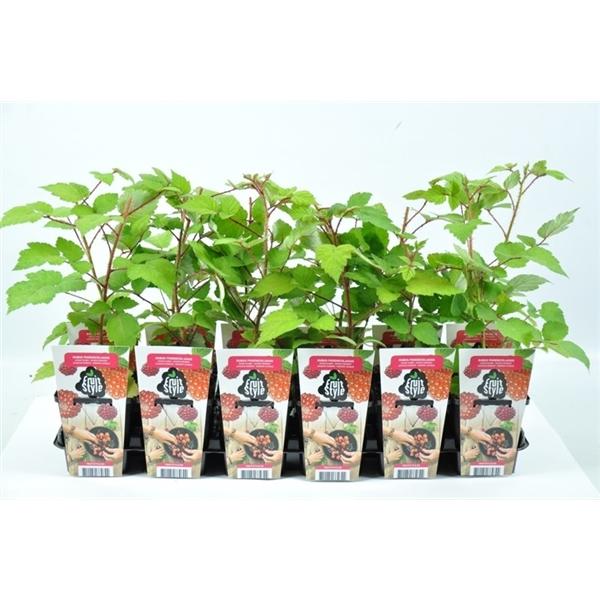 Japanische Weinbeere - Rubus Phoenicolasius