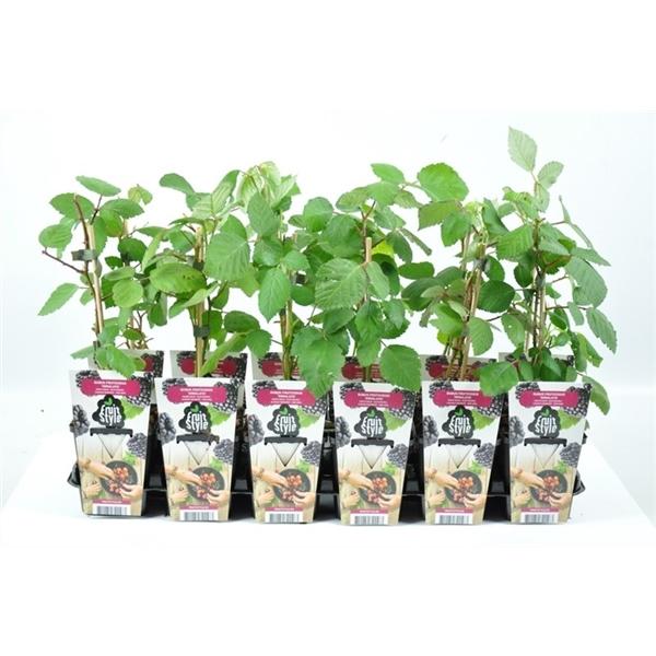 Brombeere - Rubus fruticosus 'Himalaya'