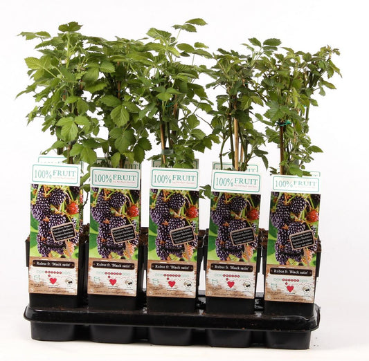 Brombeere 'Black Satin' 60 - 70 cm Rubus fruticosus Black Satin