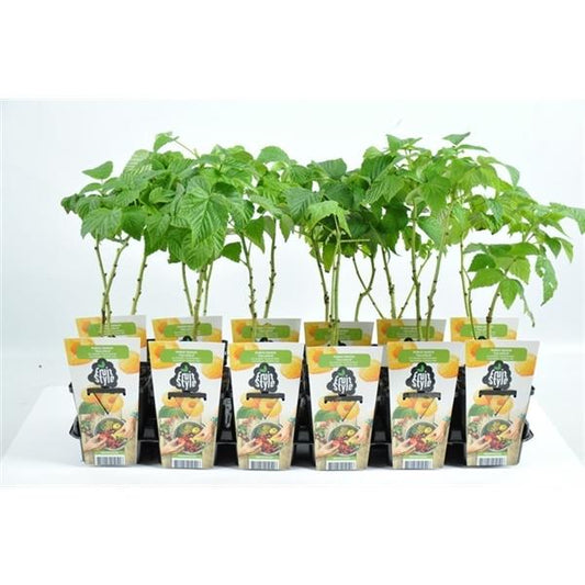 Rubus ideaus 'Fallgold' - Maliník - žlutý maliník