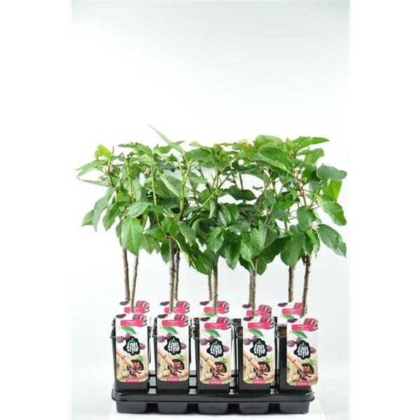 Süßkirsche 'Van' selbstbestäubend Prunus avium Van